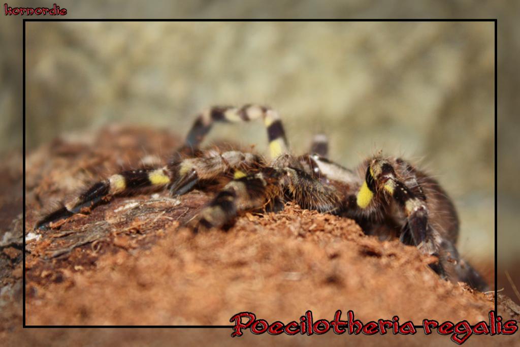 P. Regalis