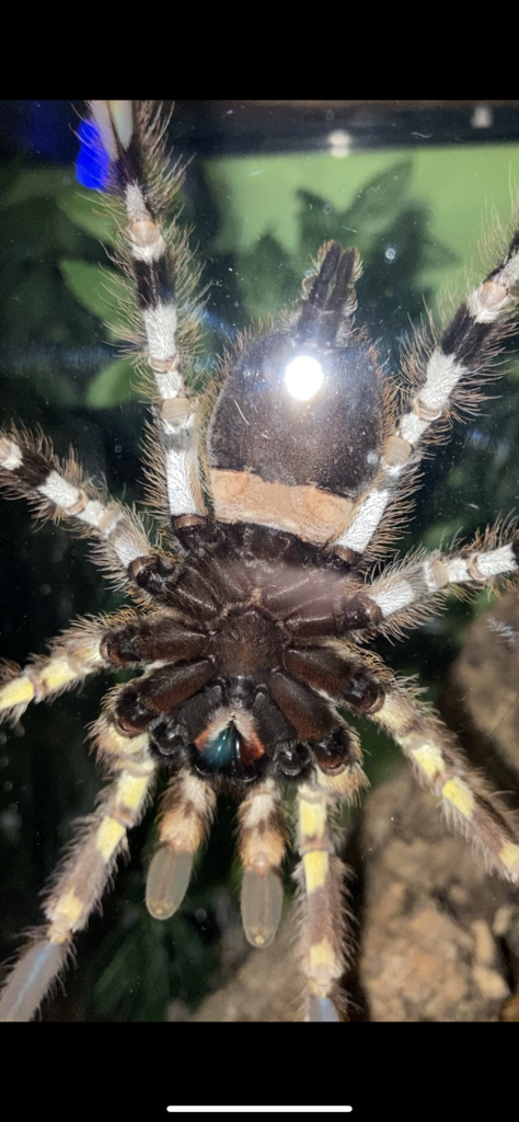 P regalis