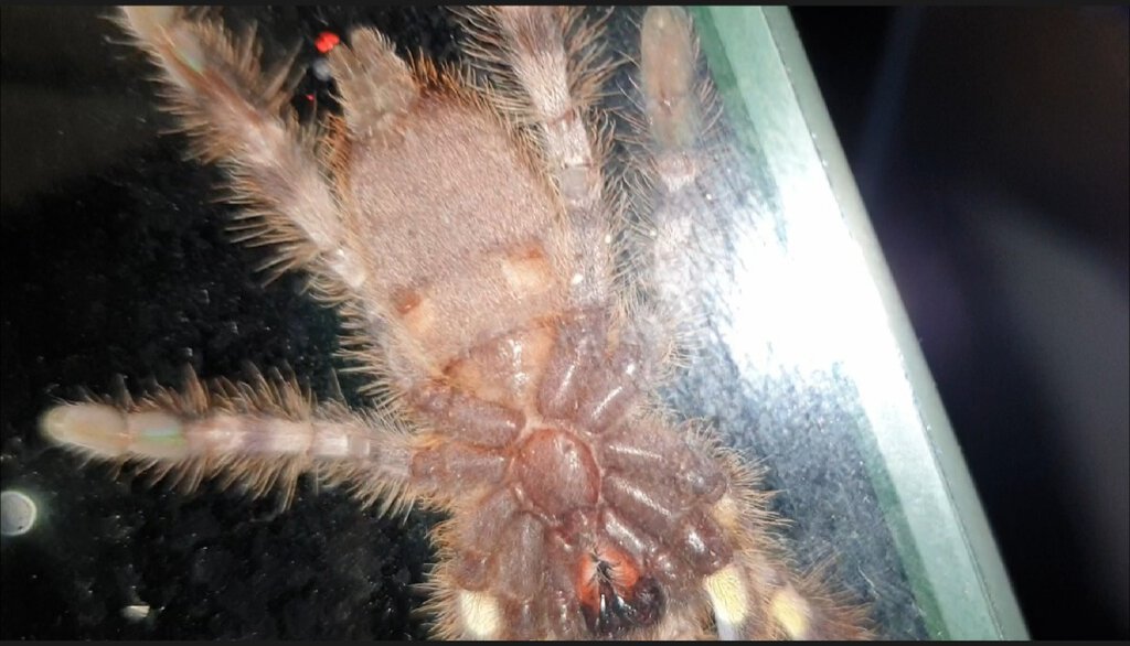 P.regalis