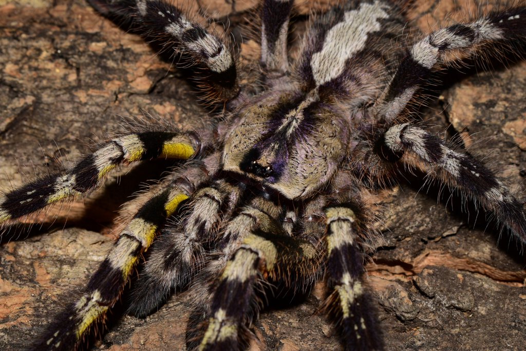 P. regalis | Arachnoboards