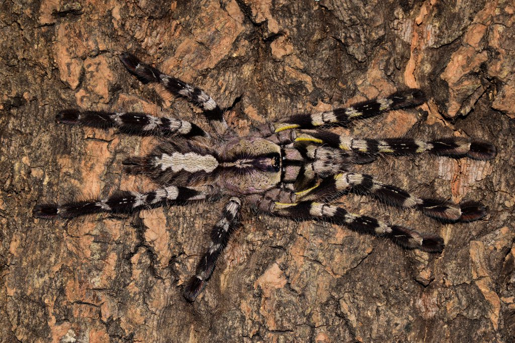 P. regalis