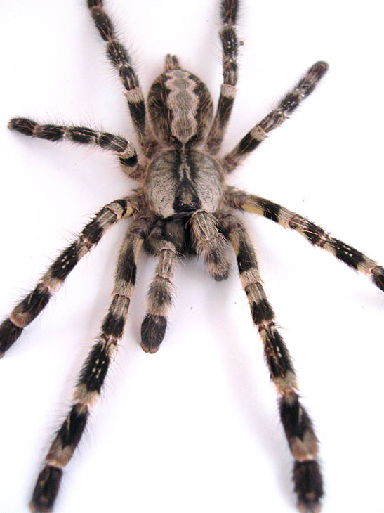 P. Regalis