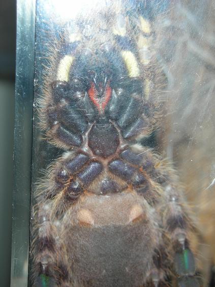 P. regalis