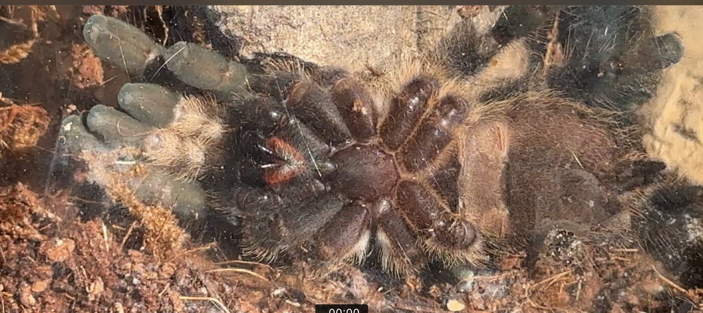 P. Regalis