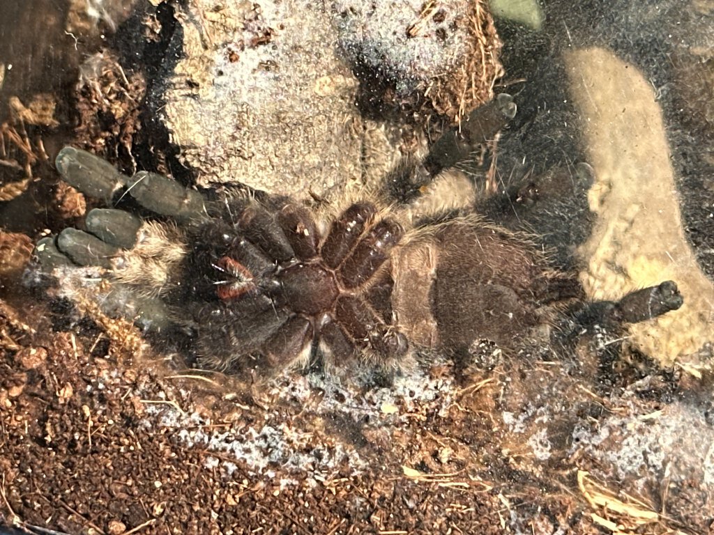 P. Regalis