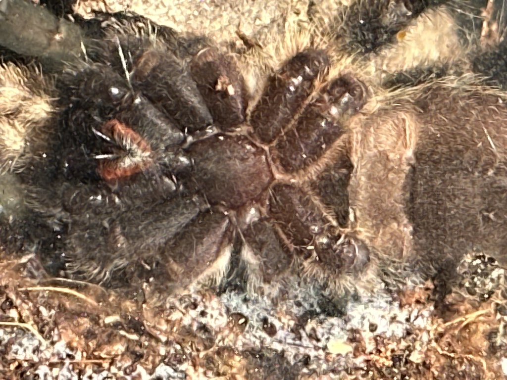 P. Regalis