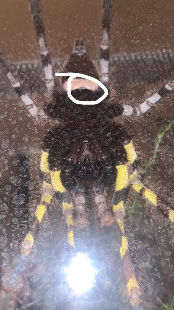 P.regalis