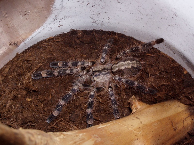 p.regalis