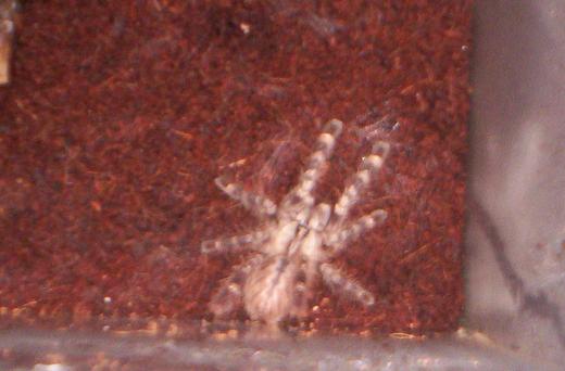 P.regalis