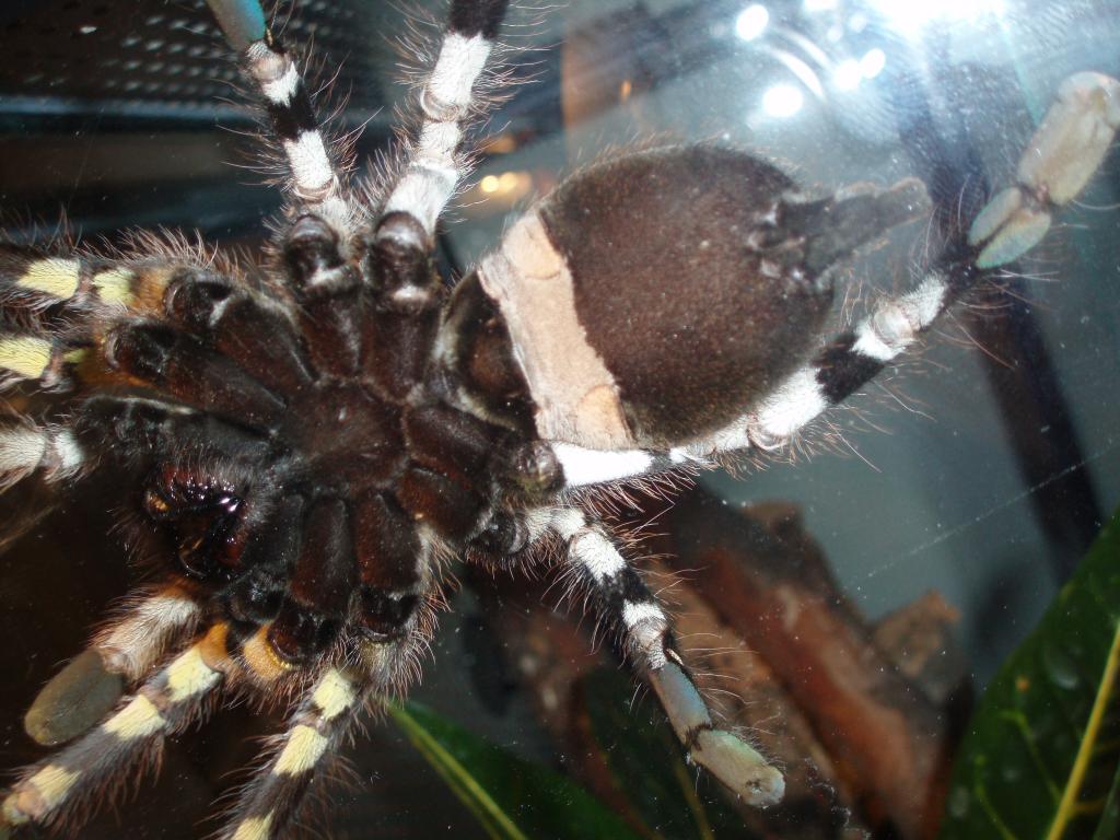 P. regalis