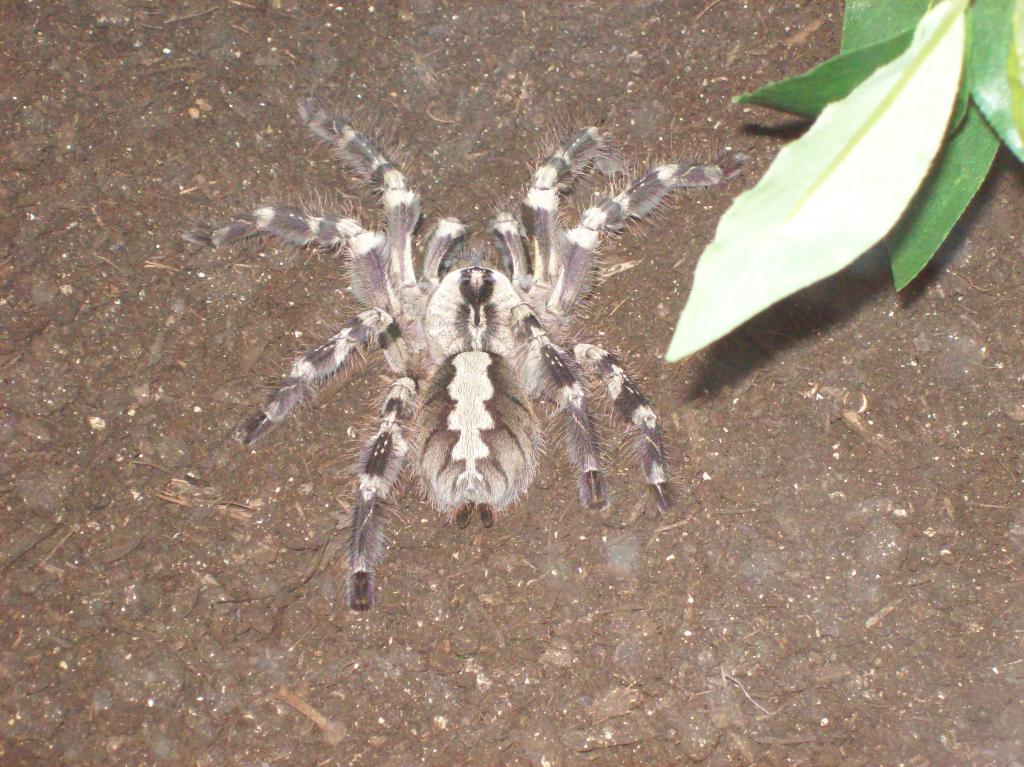 P regalis