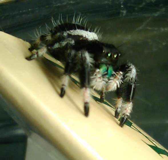 P. regius male