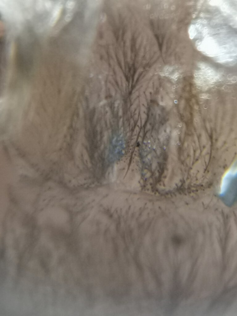 P. rufilata 2inch plus