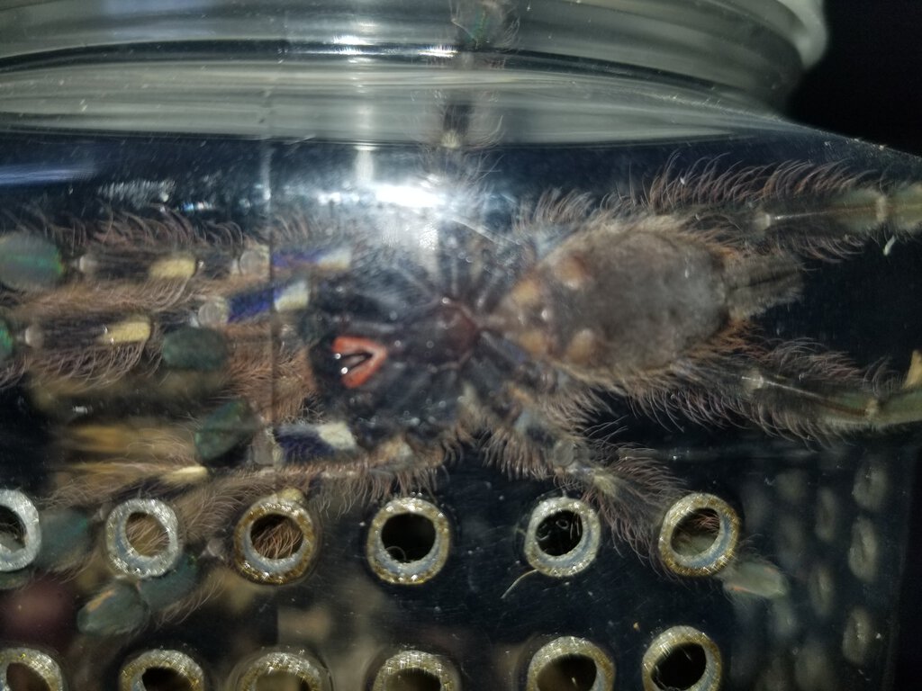 P. Rufilata 3", unknown gender