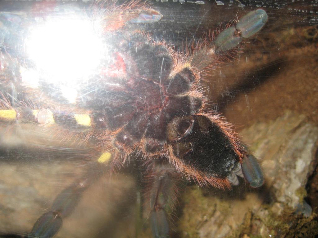 P. Rufilata 5