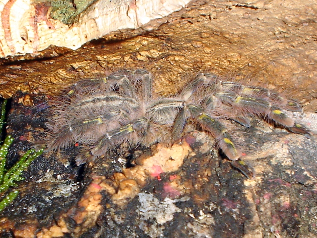 P. Rufilata Female