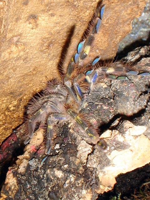 P. Rufilata Female