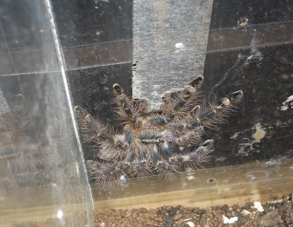 P.rufilata Freshly Molted