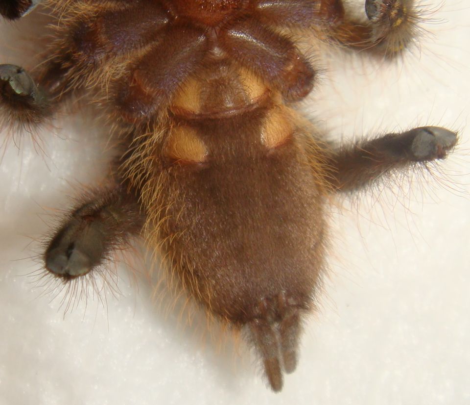 P.rufilata male or female
