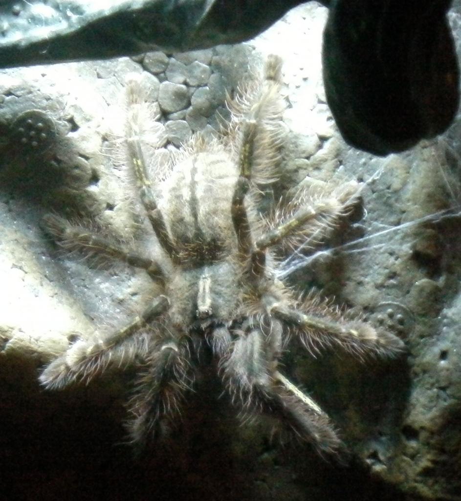 p.rufilata