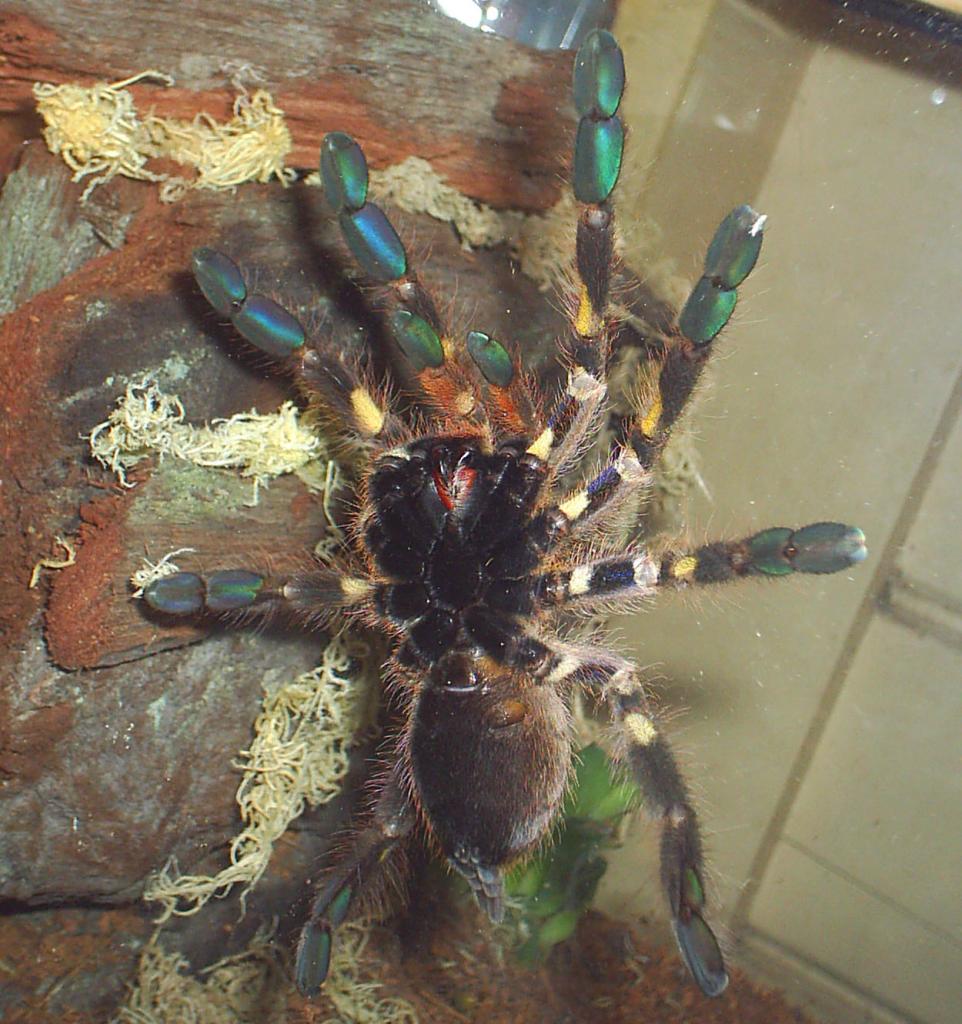 P. rufilata