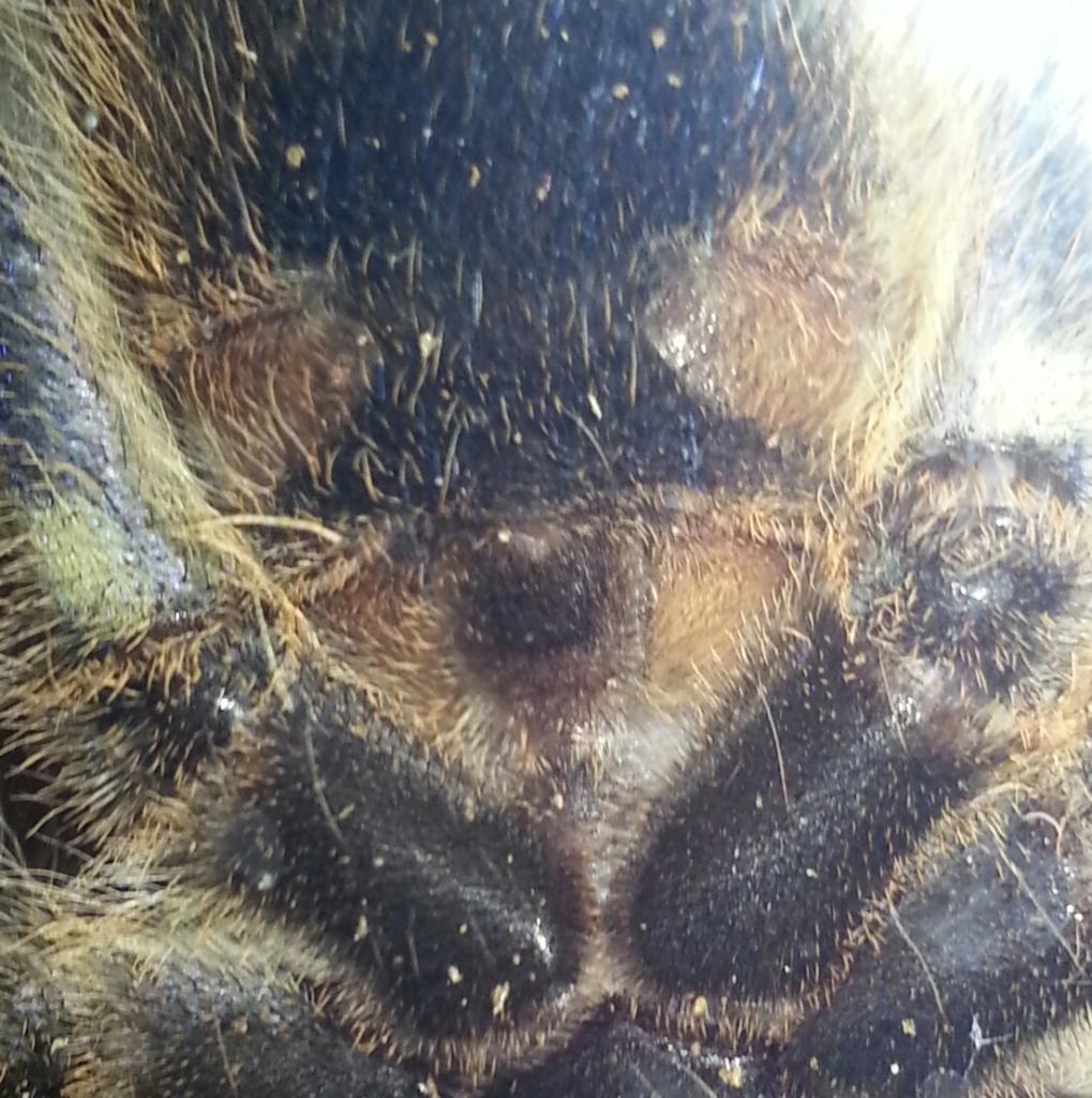 p rufilata