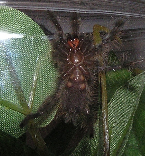 P. rufilata