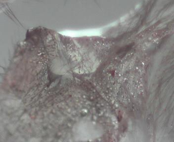P rufilata
