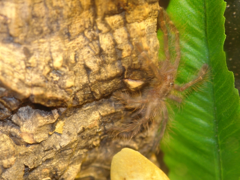P. Rufilata