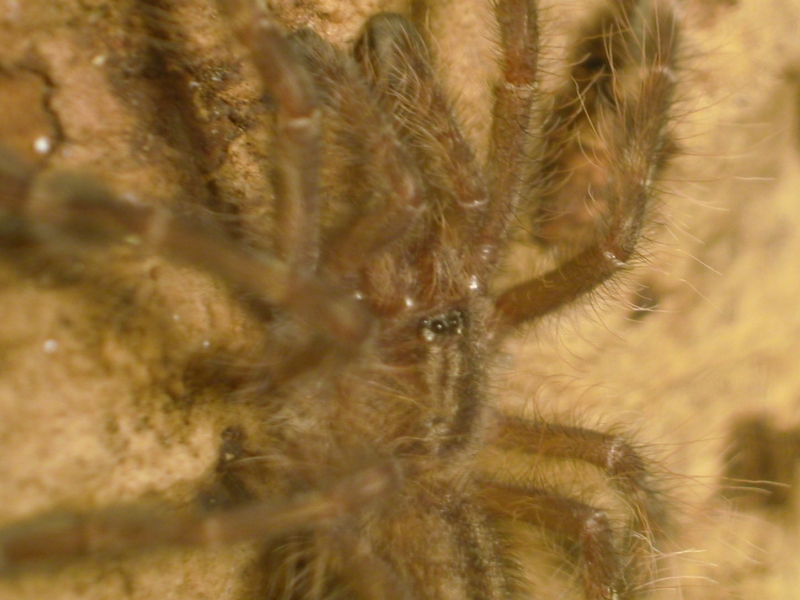 P. Rufilata