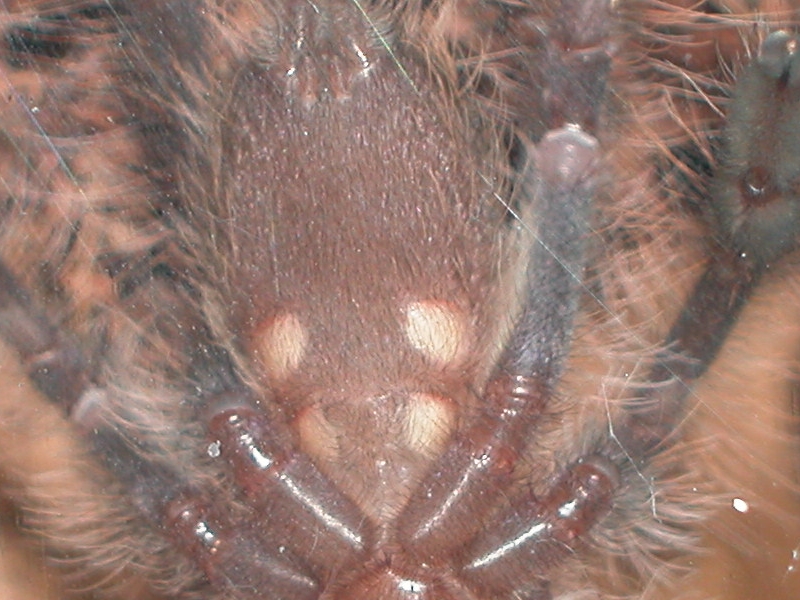 P. Rufilata