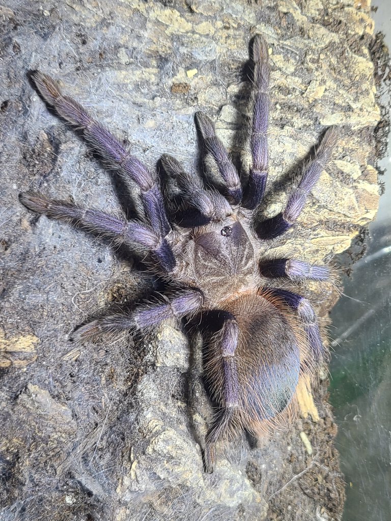 P. Sazimai female- 4"DLS