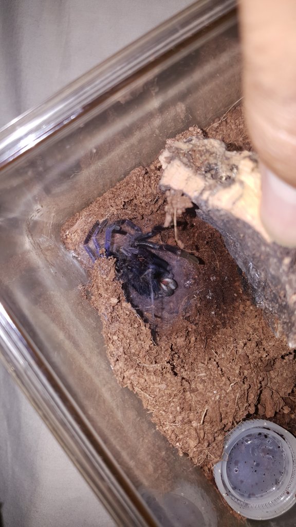 P.Sazimai MOLTING!!!