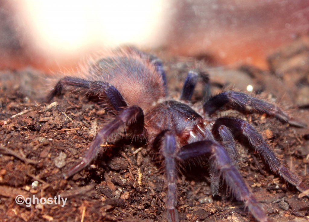 p. sazimai sling