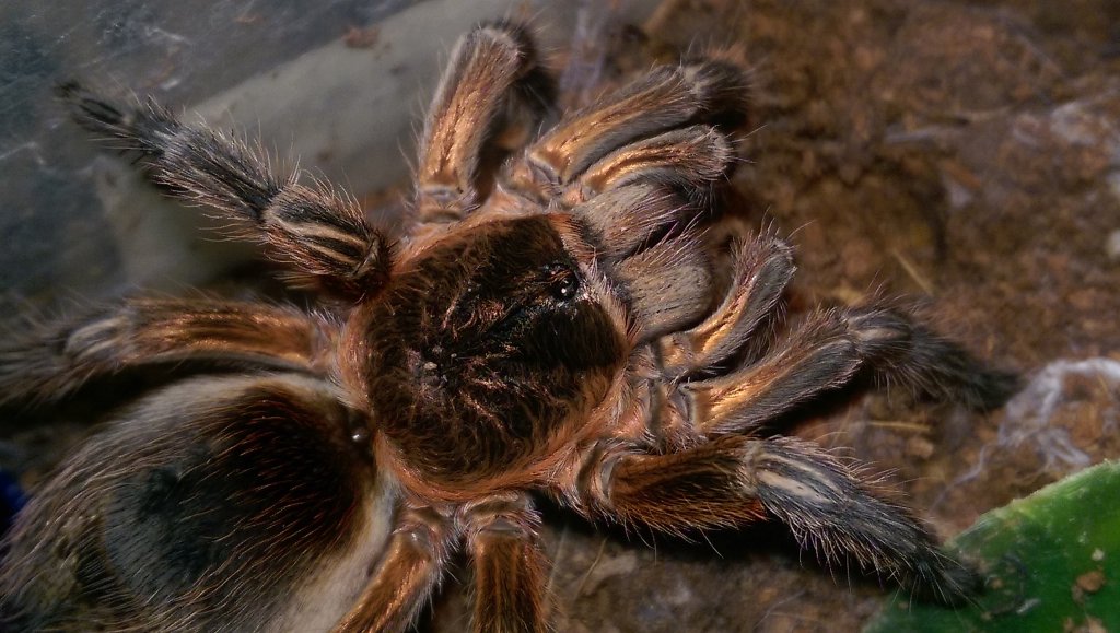 P.scrofa
