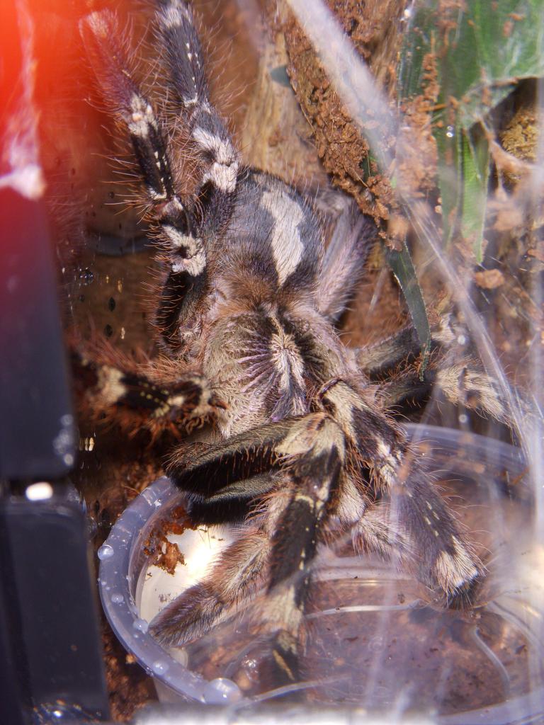 P. smithi (Feamle)