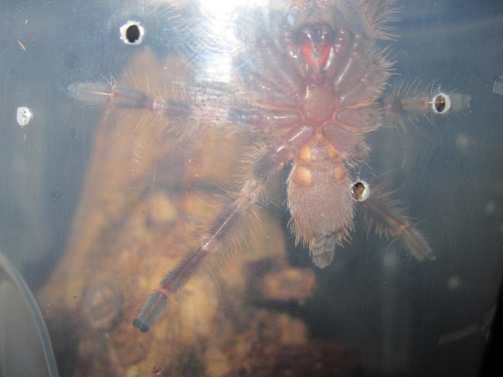 P Smithi M/f?