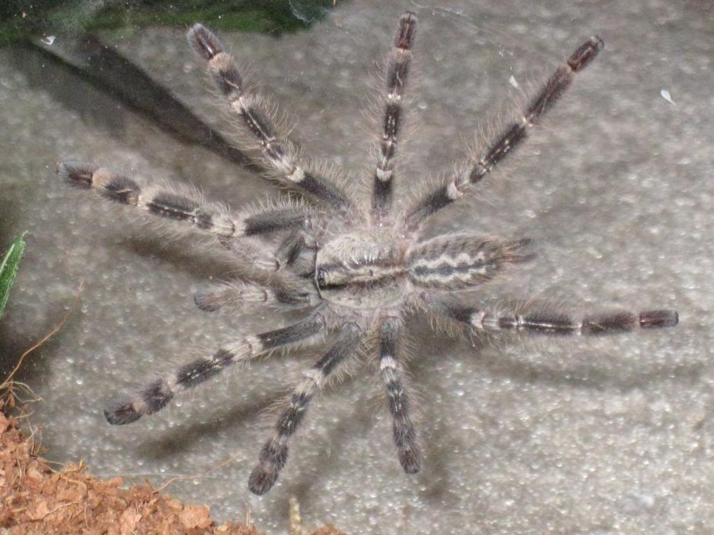 P. Smithi