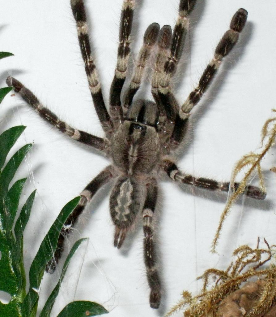 P. Smithi