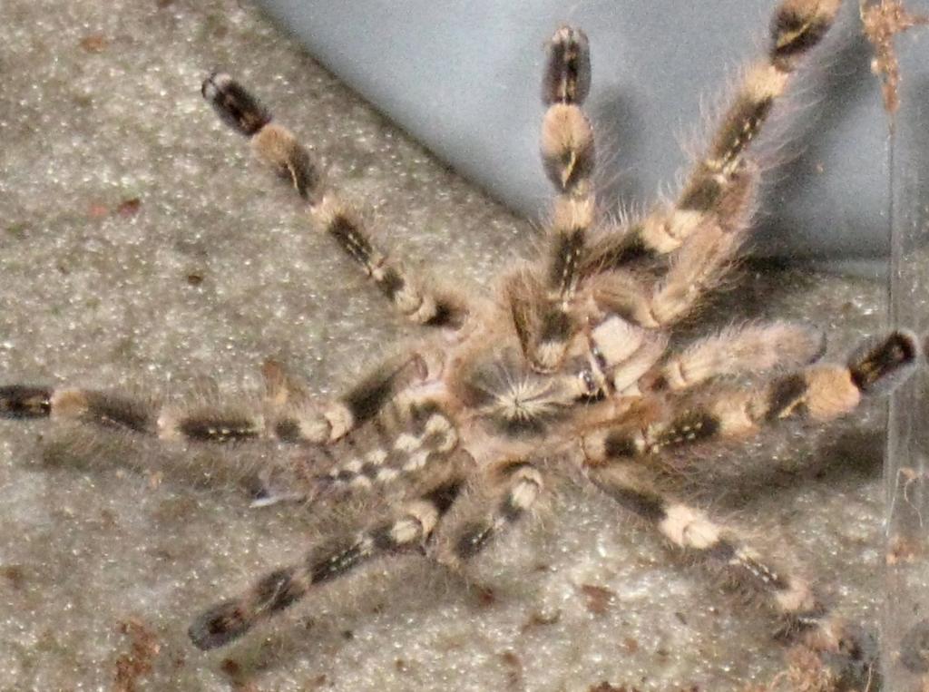 P. Smithi