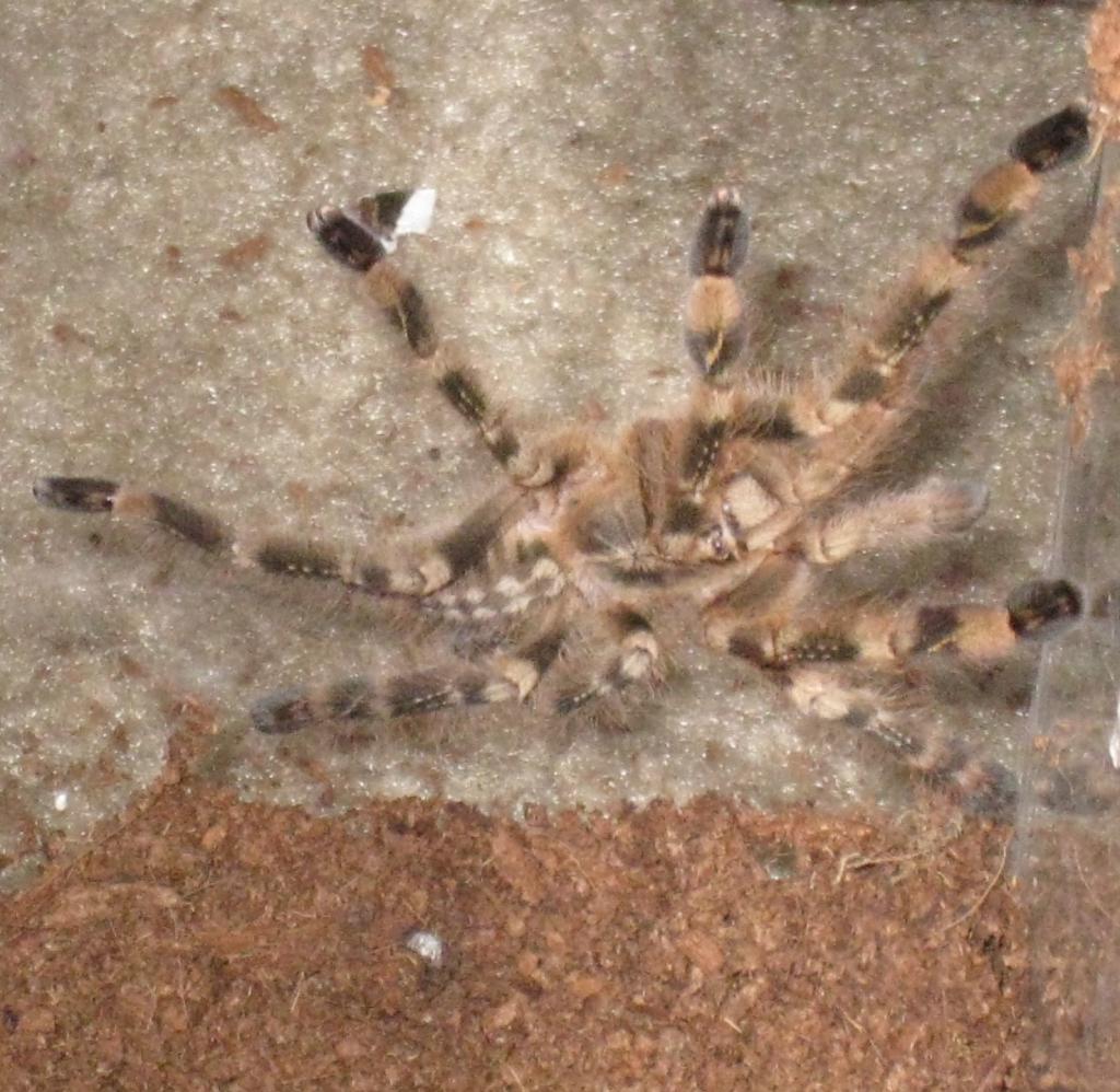 P. Smithi