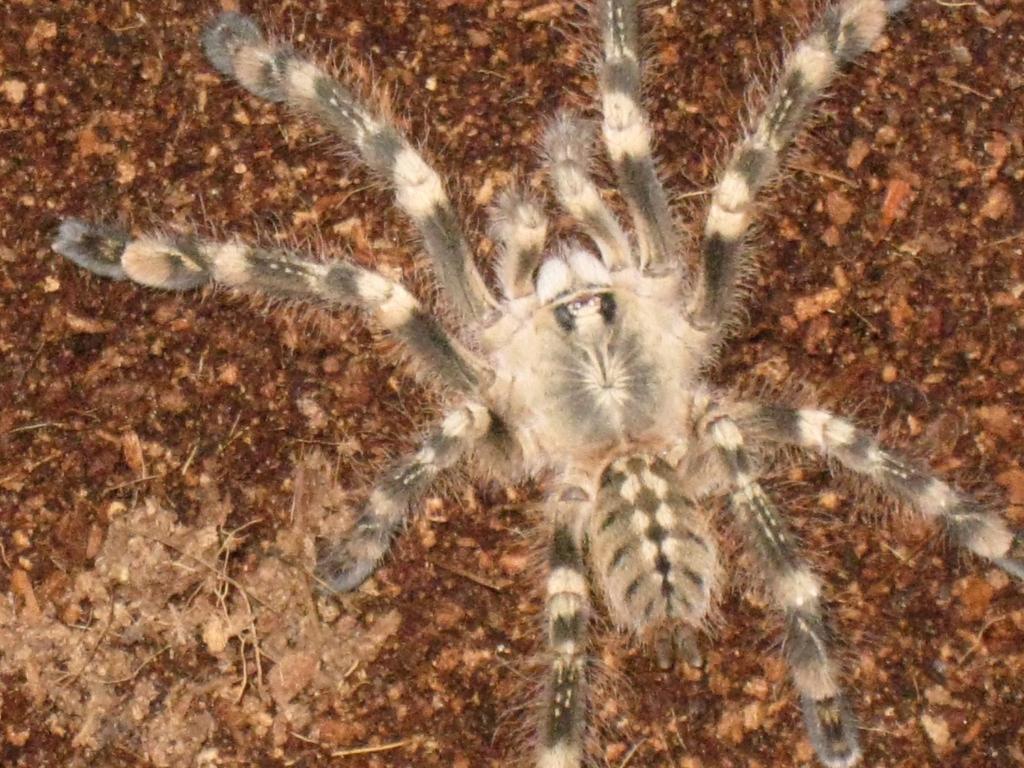 P. Smithi