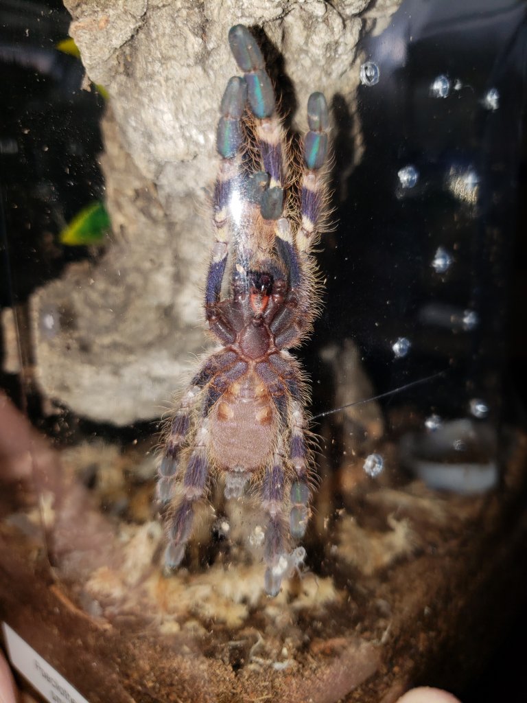 P. Smithi