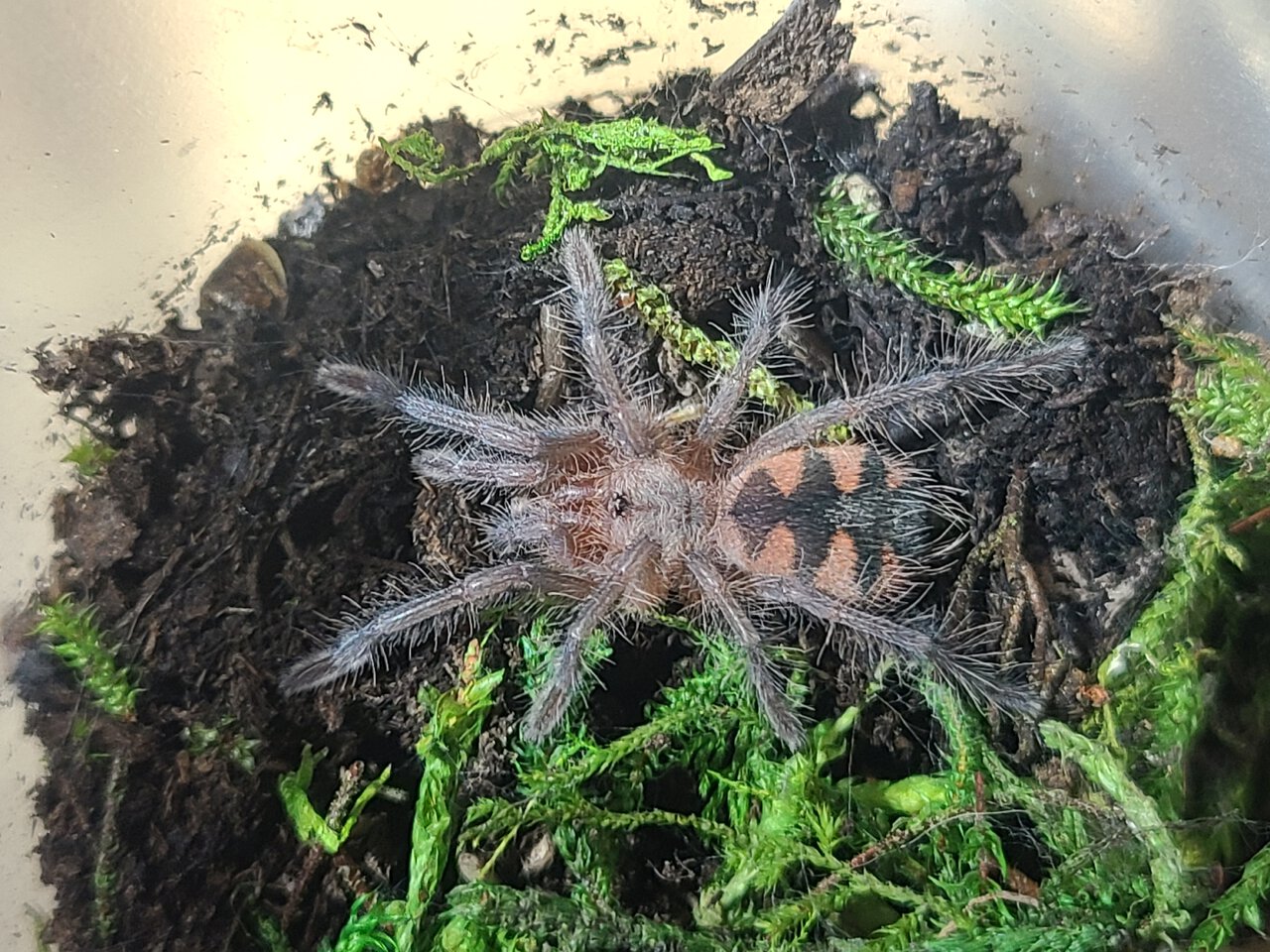 P. sp. Machala sling