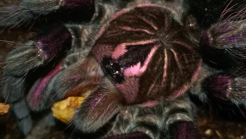 P.sp."machalla"