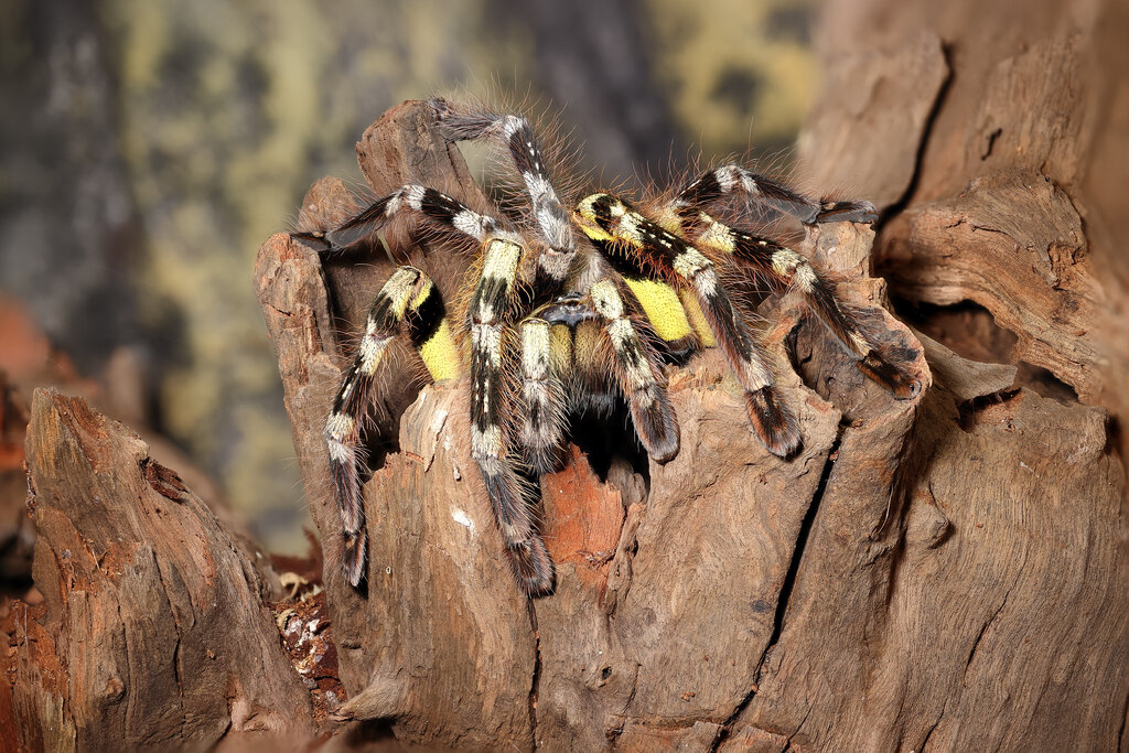 P. striata female