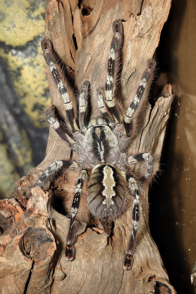 P. striata female.