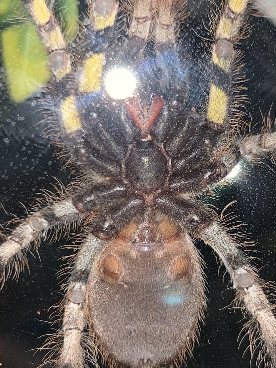 P. Striata leaning female.