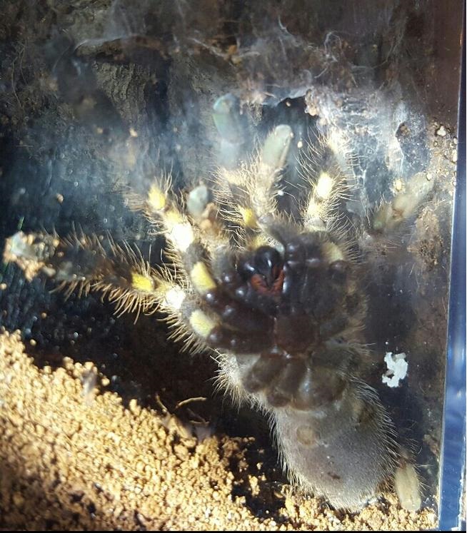 P. Striata sex?