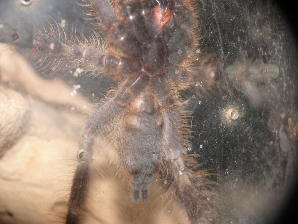 P. subfusca 3